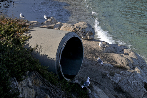 Content Dam Ww Online Articles 2016 10 Seagulls And The Water Pipe