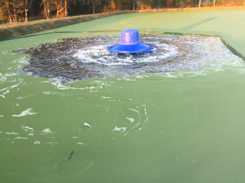 Content Dam Ww Online Articles 2016 10 Bluefrog4