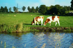 Content Dam Ww Online Articles 2017 11 Holland Landscape Windmill Cows Grass Polder Dutch Cows Dutch Windmill 539569 Content Dam Ww Online Articles 2017 11 Holland Landscape Windmill Cows Grass Polder Dutch Cows Dutch Windmill 539569