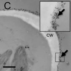 1805wwft1 P03 1805wwft1 P03