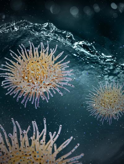 Illustration of Actinia, Courtesy Huazhang Zhao.