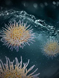 Illustration of Actinia, Courtesy Huazhang Zhao. Illustration of Actinia, Courtesy Huazhang Zhao.