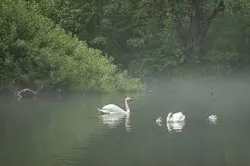 Content Dam Ww Online Articles 2019 03 Swan Lake Pixabay Content Dam Ww Online Articles 2019 03 Swan Lake Pixabay