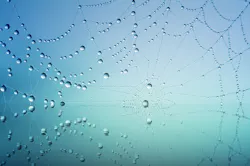 Cobweb 3725540 640 5ce4307312212 Cobweb 3725540 640 5ce4307312212