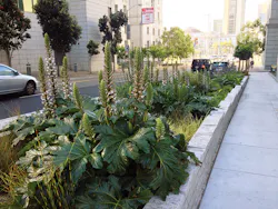 The engineered wetland treatment system at SFPUC’s headquarters looks like a series of large planter boxes surrounding the building. The engineered wetland treatment system at SFPUC’s headquarters looks like a series of large planter boxes surrounding the building.