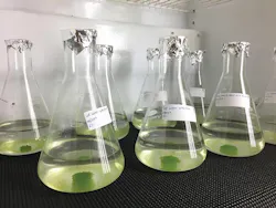Samples of Nannochloris grow in the Environmental Engineering Laboratory at the Desert Research Institute in Las Vegas. This species of green algae was found to be capable of removing certain types of endocrine-disrupting chemicals from treated wastewater. Photo courtesy Xuelian Bai/DRI. Samples of Nannochloris grow in the Environmental Engineering Laboratory at the Desert Research Institute in Las Vegas. This species of green algae was found to be capable of removing certain types of endocrine-disrupting chemicals from treated wastewater. Photo courtesy Xuelian Bai/DRI.