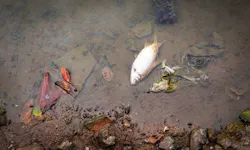 Tracking where pollution in a river comes from can be easier if you have a marker in the water that travels with the flow. Tracking where pollution in a river comes from can be easier if you have a marker in the water that travels with the flow.