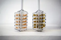 A look at the MIT team’s new water monitoring device, before (left) and after (right) dipping in metal-contaminated water. A look at the MIT team’s new water monitoring device, before (left) and after (right) dipping in metal-contaminated water.