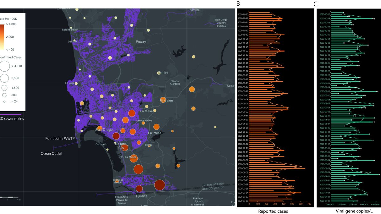 Tracking infection dynamics in San Diego County. (A) Map showing the San Diego sewer mains (depicted in purple) that feed into the influent stream at the primary wastewater treatment plant (WWTP) at Point Loma. Overlaid are the cumulative cases recorded from the different zip codes in the county during the course of the study. The caseload was counted by cases per zip code from areas draining into the WWTP. The sizes of the circles are proportional to the diagnostic cases reported from each zone, and the color gradient shows the number of cases per 100,000 residents. (B) Daily new cases reported by the county of San Diego. (C) SARS-CoV-2 viral gene copies detected per liter of raw sewage determined from N1 Cq values corrected for PMMoV (pepper mild mottle virus) concentration. All viral concentration estimates were derived from the processing of two sample replicates and two PCR replicates for each sample (error bars show the standard deviations [SD]).