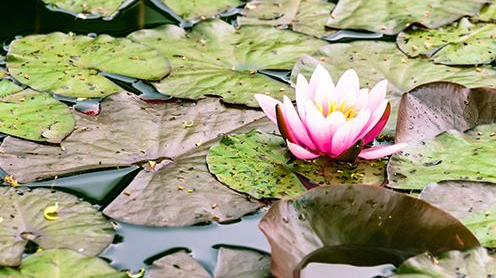 Sensus Ga Smart Water 605e1765379de