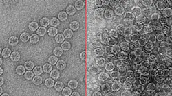 Transmission electron micrographs of a nonenveloped virus, MS2 bacteriophage, before electrocoagulation (left) and after (right). Transmission electron micrographs of a nonenveloped virus, MS2 bacteriophage, before electrocoagulation (left) and after (right).