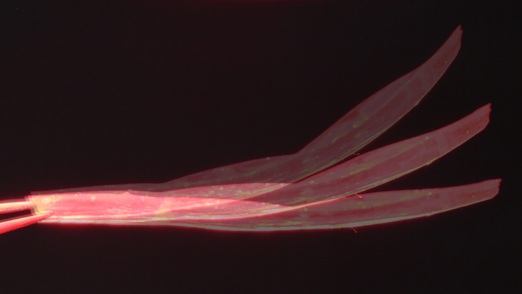 Superimposed images showing Neusbot's bending process.