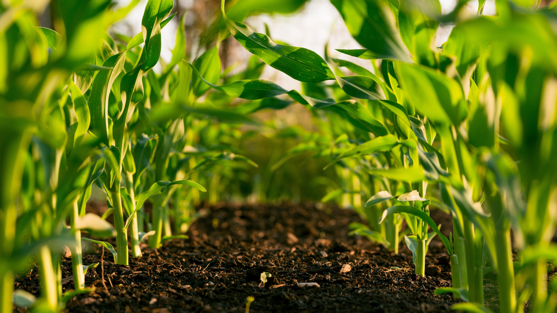 Steven Weeks Dup Fowq I6o I Unsplash 61fa90988226c