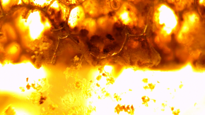 Microscope image of the polyurethane foam, taken right after the formation of bacterial biofilm; the upper, darker half of this snapshot is oxygen-rich, while the brighter bottom lacks oxygen.