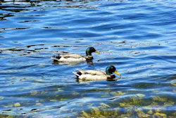 65e728351f04ab001e1d89c8 Madison Wisconsin 65e728351f04ab001e1d89c8 Madison Wisconsin