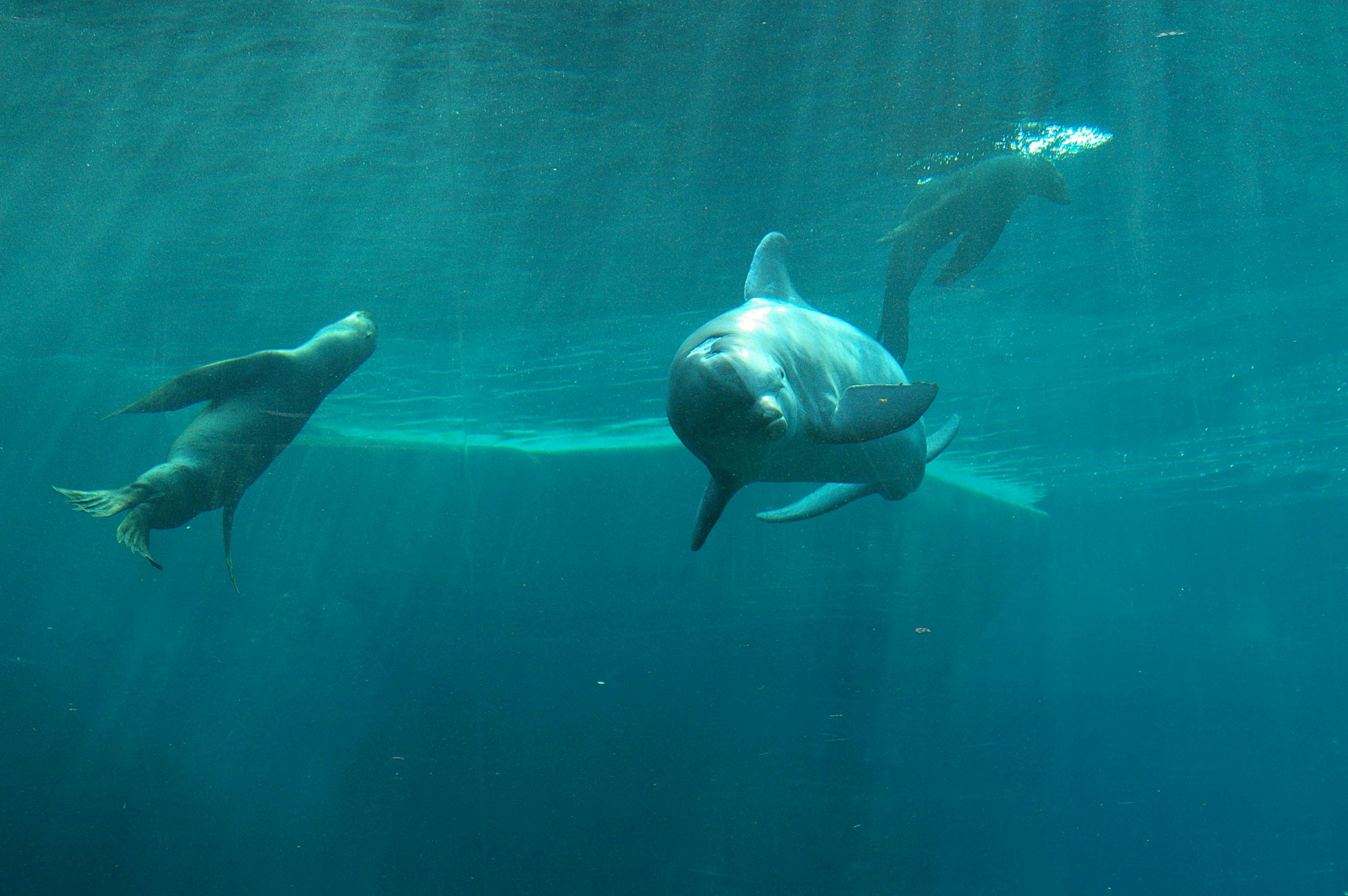 65e740671f04ab001e1da317 May14 Festo Dolphin Tank