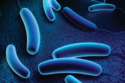 65e7429da9f492001e1c00bf Legionella Pneumophila 57173980
