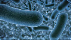 65e74689a9f492001e1c05cd Waterborne Pathogens 65e74689a9f492001e1c05cd Waterborne Pathogens