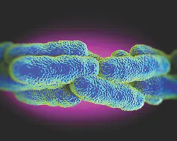 65e747d8a9f492001e1c07a2 Legionellacommercialwater 65e747d8a9f492001e1c07a2 Legionellacommercialwater