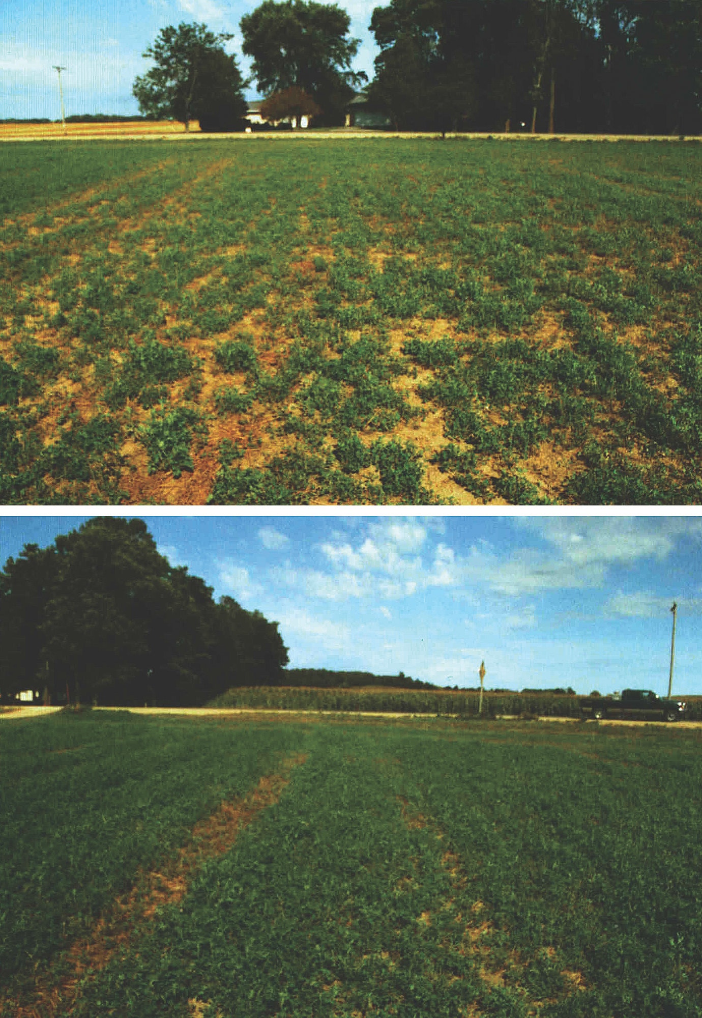 1655240200102 Wagneralfalfafield