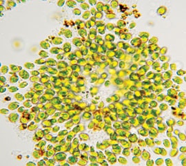 1655240273729 Microalgaecopy