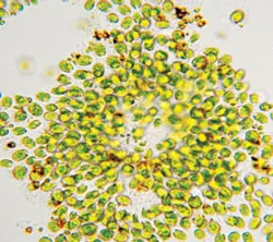 1655240273729 Microalgaecopy 1655240273729 Microalgaecopy