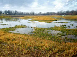 1655240505897 Washington In Constructed Wetland 2 1655240505897 Washington In Constructed Wetland 2