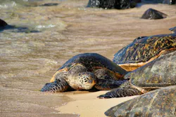 Maui%20Turtle%20Clean%20Water%20Act%20Functional%20Equivalent%20Discharge%20Hawaii%20Wildlife%20Fund Maui%20Turtle%20Clean%20Water%20Act%20Functional%20Equivalent%20Discharge%20Hawaii%20Wildlife%20Fund