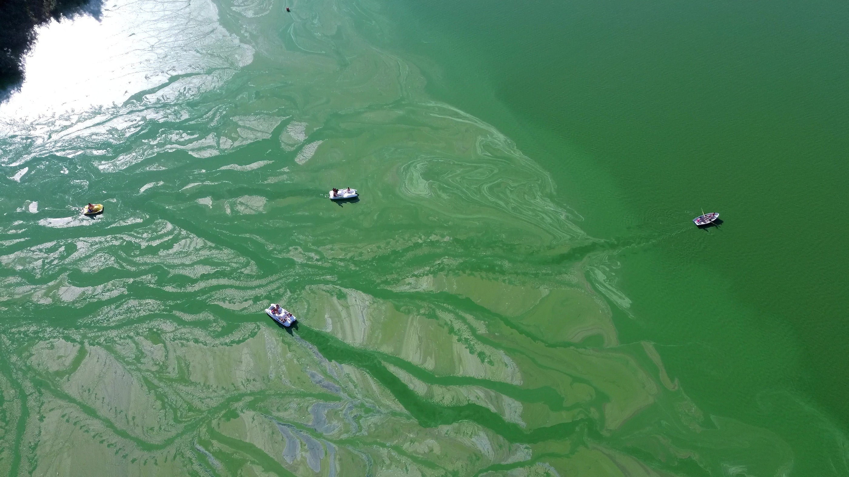 1655240545968 Algae