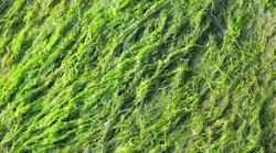 what-is-total-phosphorus what-is-total-phosphorus