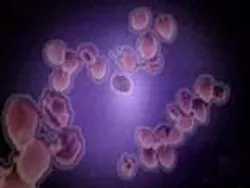 1655326587505 Cryptosporidium 010508 1655326587505 Cryptosporidium 010508