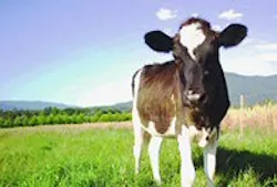 1655326612752 Yv Harvest Cow 1655326612752 Yv Harvest Cow