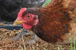 1655326658186 Chick 1655326658186 Chick