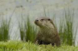 1655326658237 Ollieotter08 1655326658237 Ollieotter08