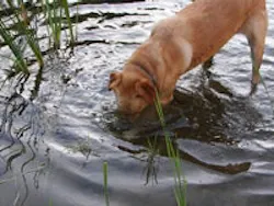 1655326658358 Dog 1655326658358 Dog