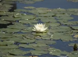 1655326668105 Whitewaterlily01 1655326668105 Whitewaterlily01