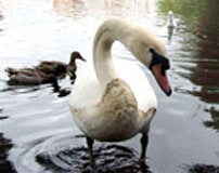 1655326681369 Wastewaterspill