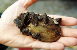 1655326723260 Mussel Rs 1655326723260 Mussel Rs