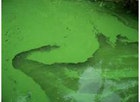 1655326765135 Toxicalgae