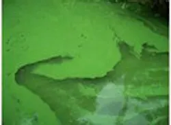 1655326765135 Toxicalgae 1655326765135 Toxicalgae