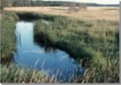 1655326791282 Wetland3 1655326791282 Wetland3