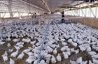 1655326824809 Chicken Feedlot