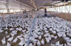 1655326824809 Chicken Feedlot 1655326824809 Chicken Feedlot