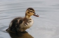 1655327121511 Dup 77