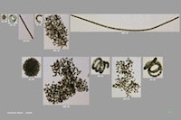1655327236993 Flowcam Detects Algal Cells Cyanobacteria