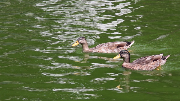 1655327241266 Wwd Water3 0