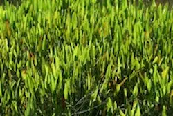 1655327359085 Grass 1655327359085 Grass