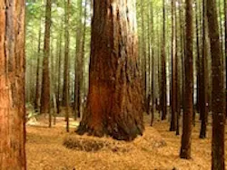 1655327620249 Redwood 1655327620249 Redwood