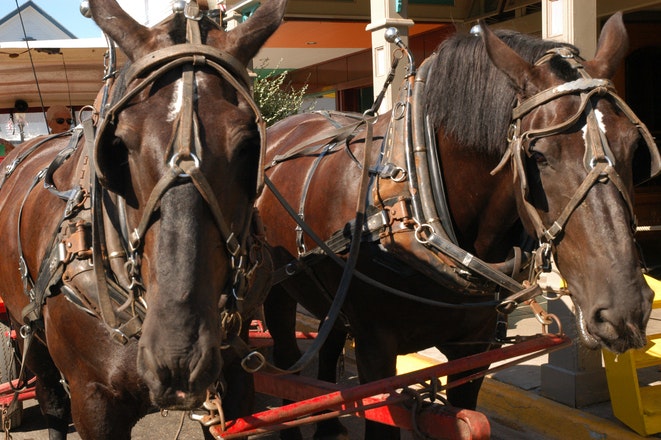 1655327783391 Horse 0