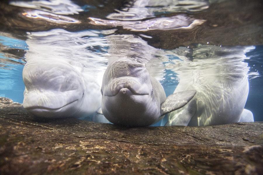 1655328102997 Beluga Whales